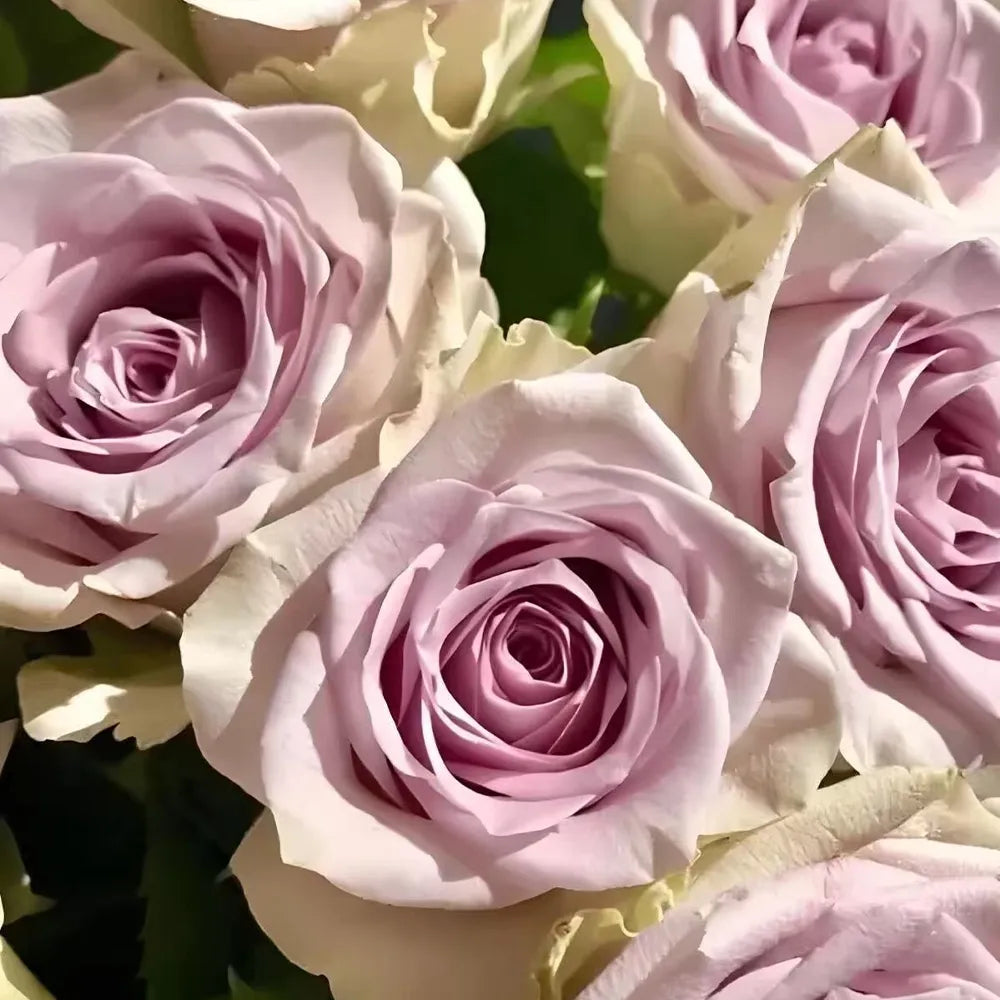 Heart of the Ocean Rose Seeds