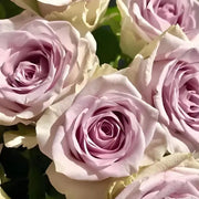 Heart of the Ocean Rose Seeds
