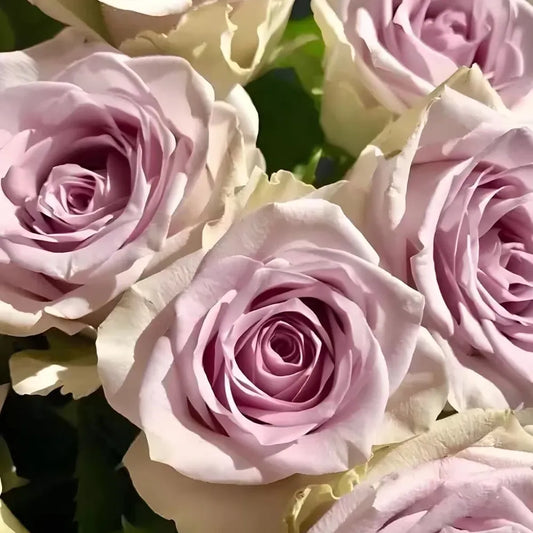 Heart of the Ocean Rose Seeds