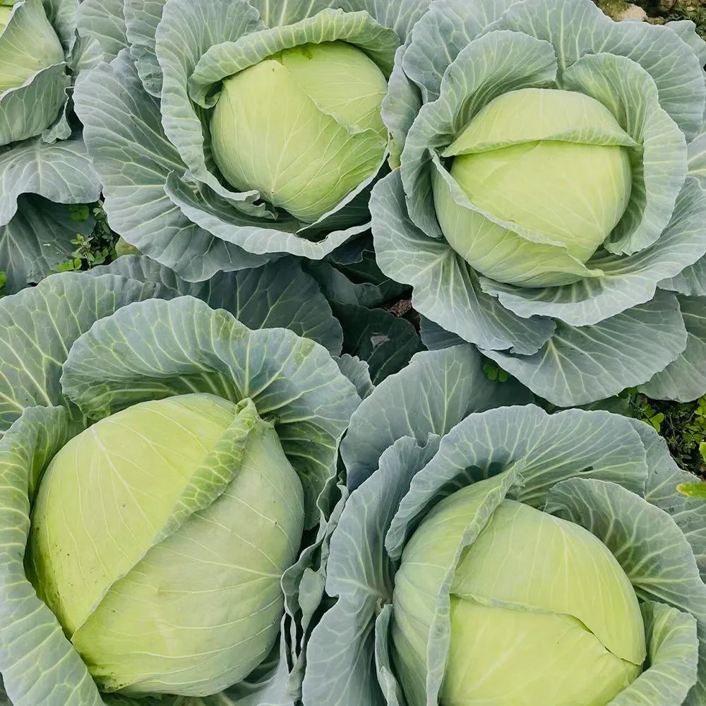 Baby Cabbage Seeds