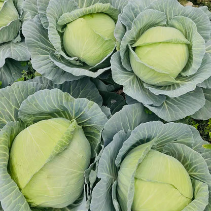 Baby Cabbage Seeds
