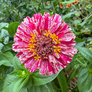 Mixed Zinnias Seeds