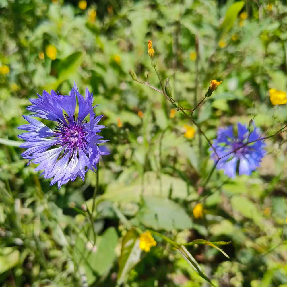Cornflower Seeds