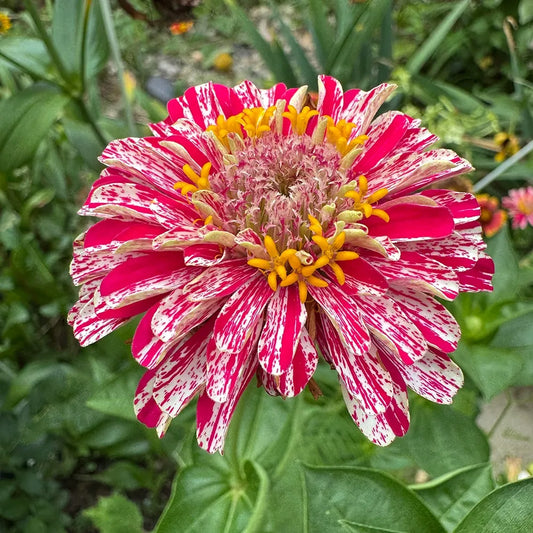 Mixed Zinnias Seeds