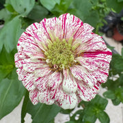 Mixed Zinnias Seeds