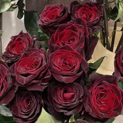 Black Magic Rose Seeds