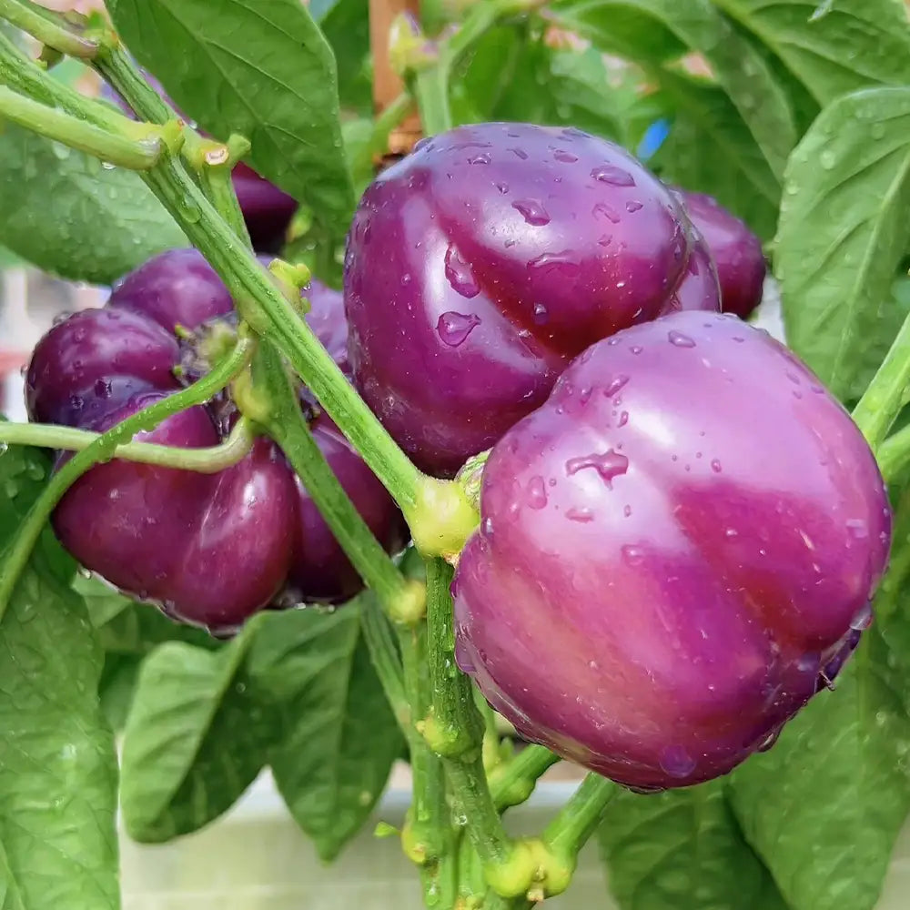 Jewel-Toned Bell Peppers Seeds