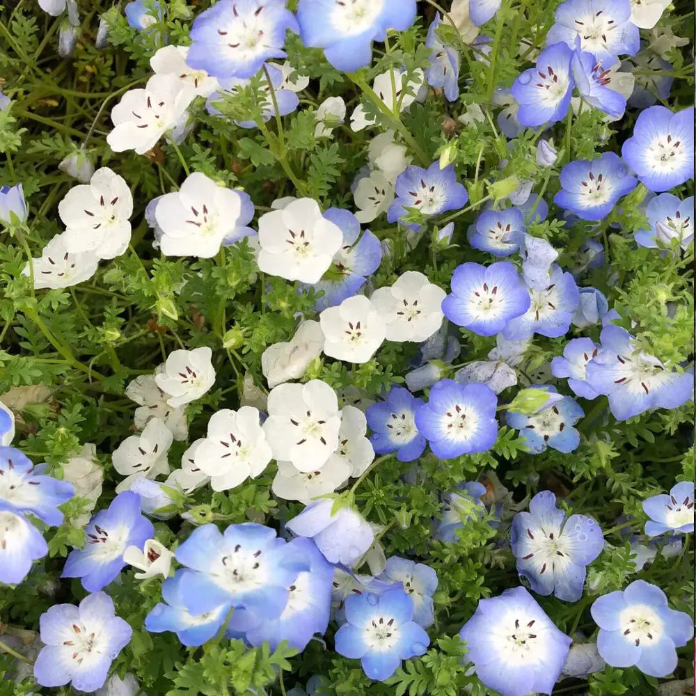 Baby Blue Eyes Seeds