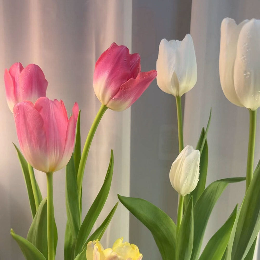 Tulips Seeds