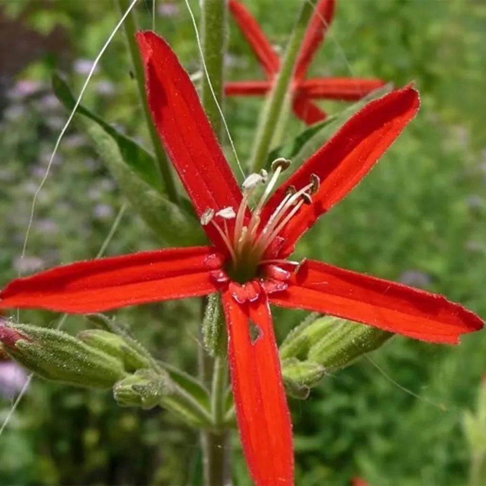 Virginia Catchfly Seeds