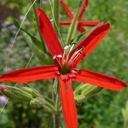 Virginia Catchfly Seeds