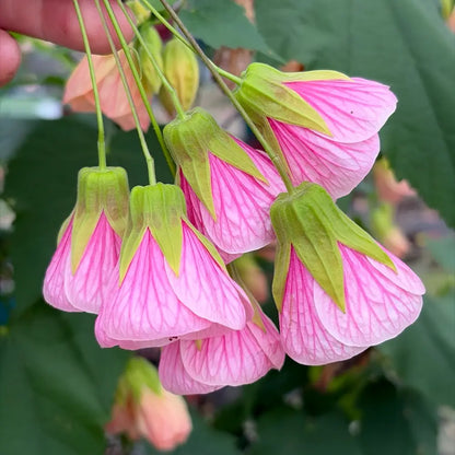 Mini Campanula Seeds