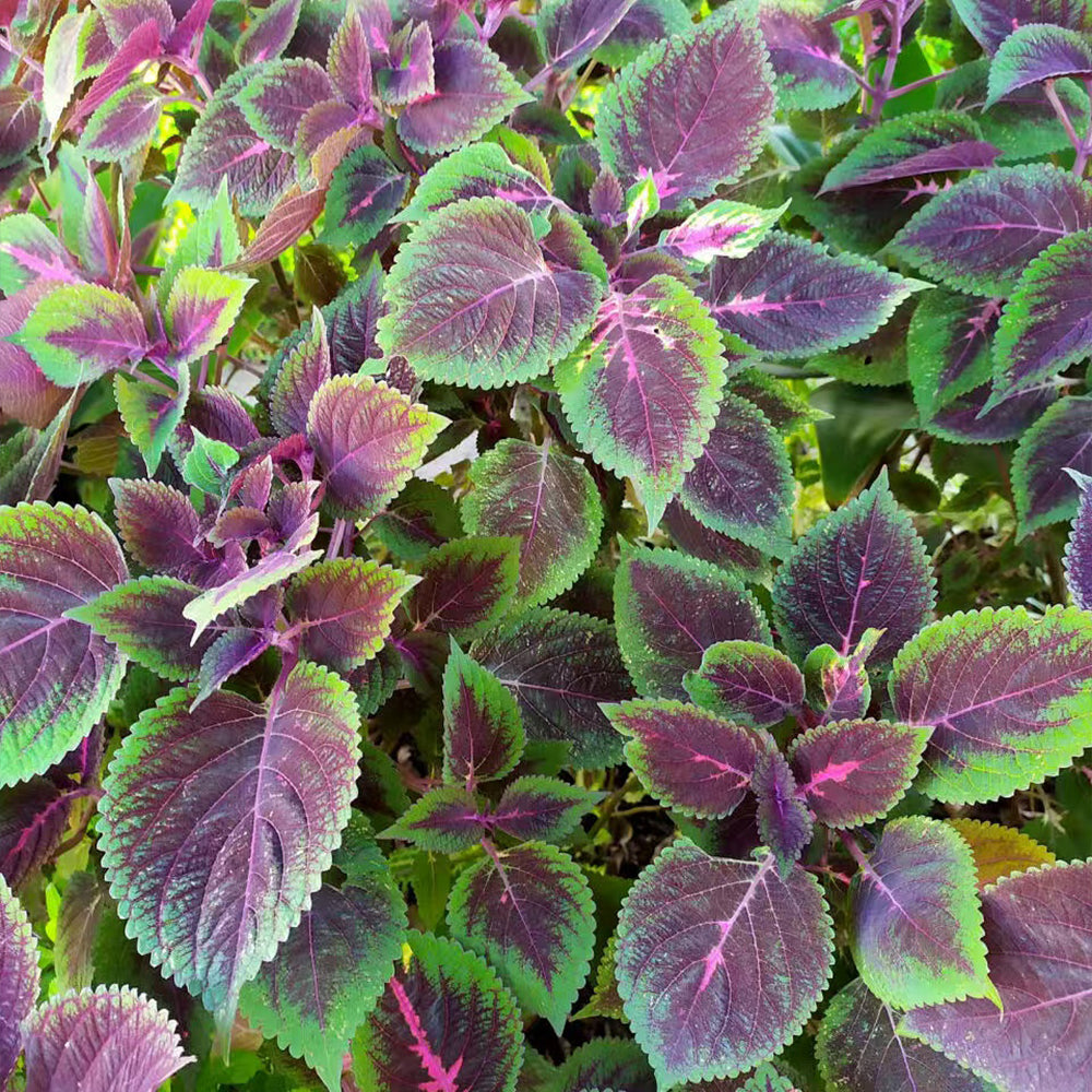 Shiso Seeds