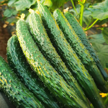 Heirloom Chinese Cucumbers Seeds