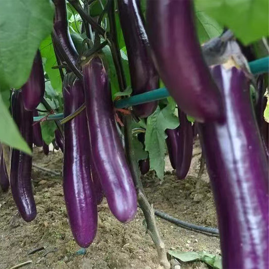 Eggplant Seeds