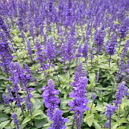 Lavender Seeds