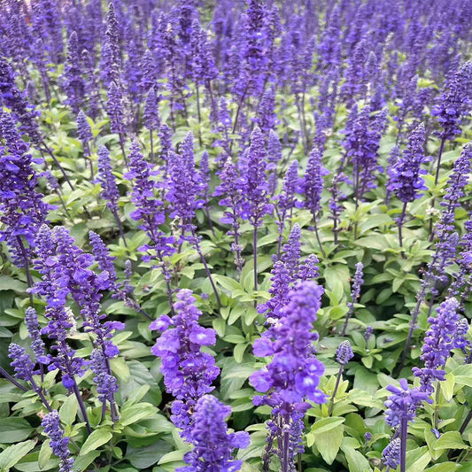 Lavender Seeds