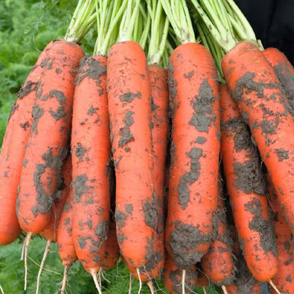 Carrots  Seeds