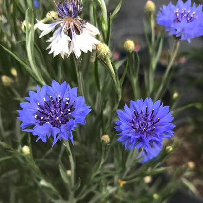 Cornflower Seeds