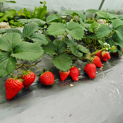 Strawberry Seeds