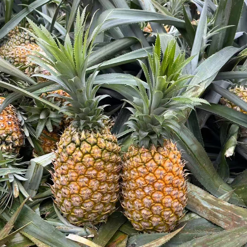 Pineapple Seeds