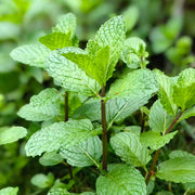 Mint Seeds