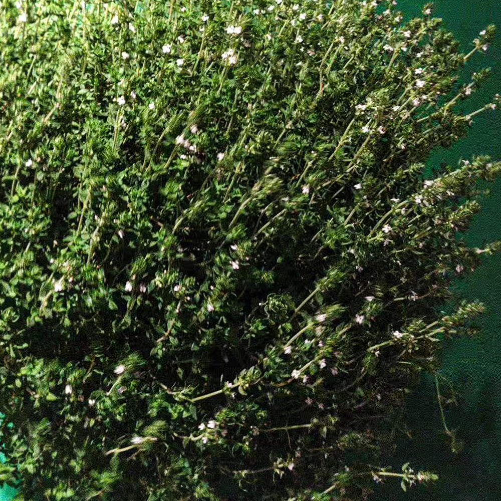 Thyme Seeds