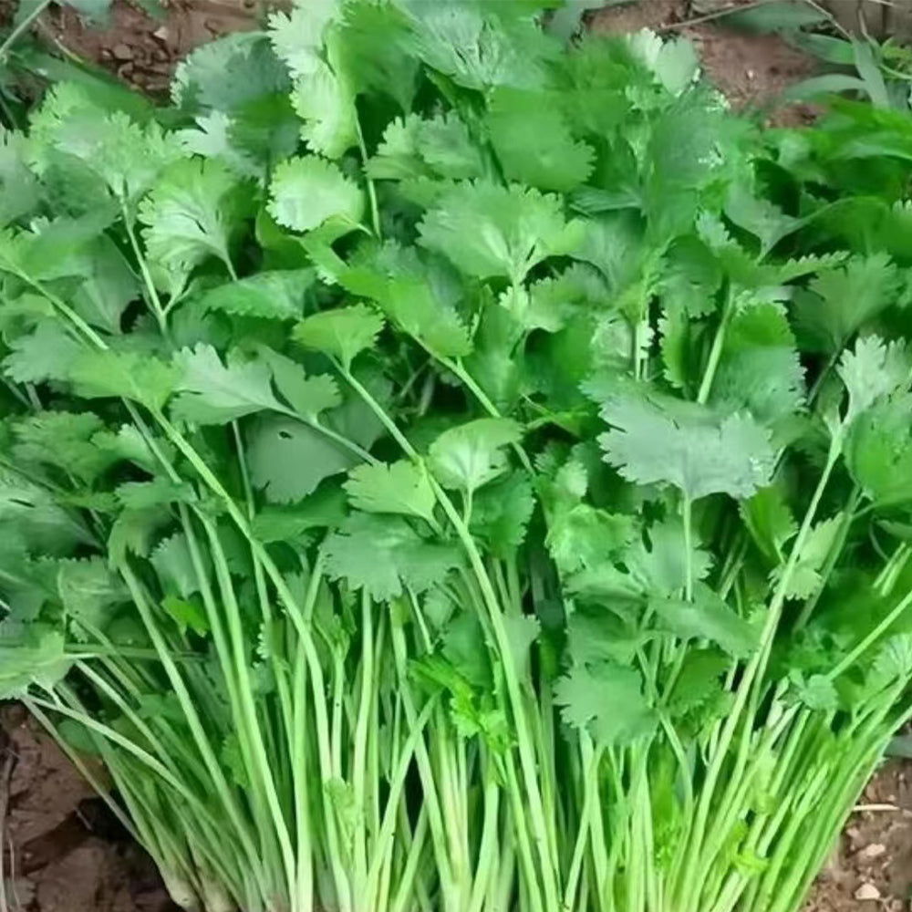 Parsley Seeds