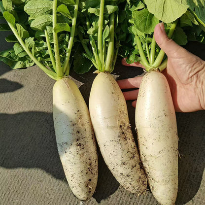 Radishes Seeds