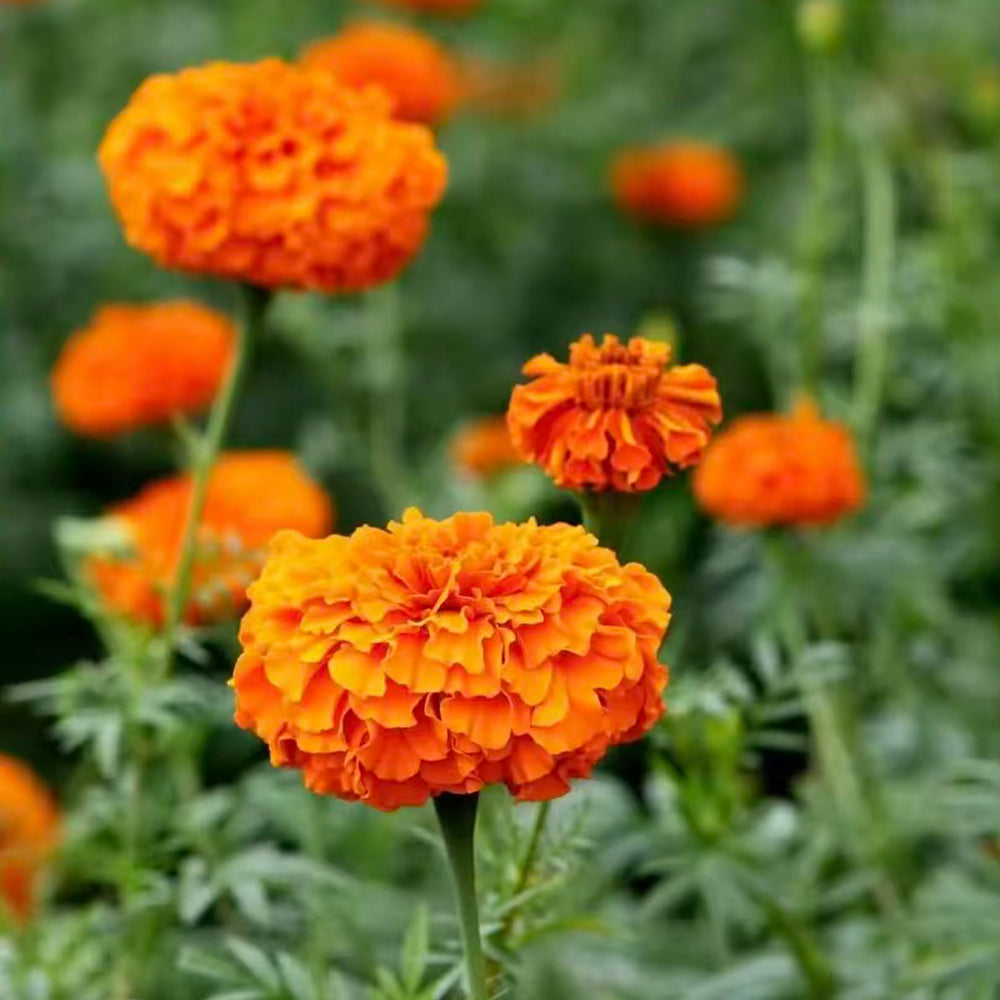Marigolds Seeds