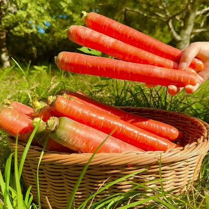 Top Flavor Carrots Seeds