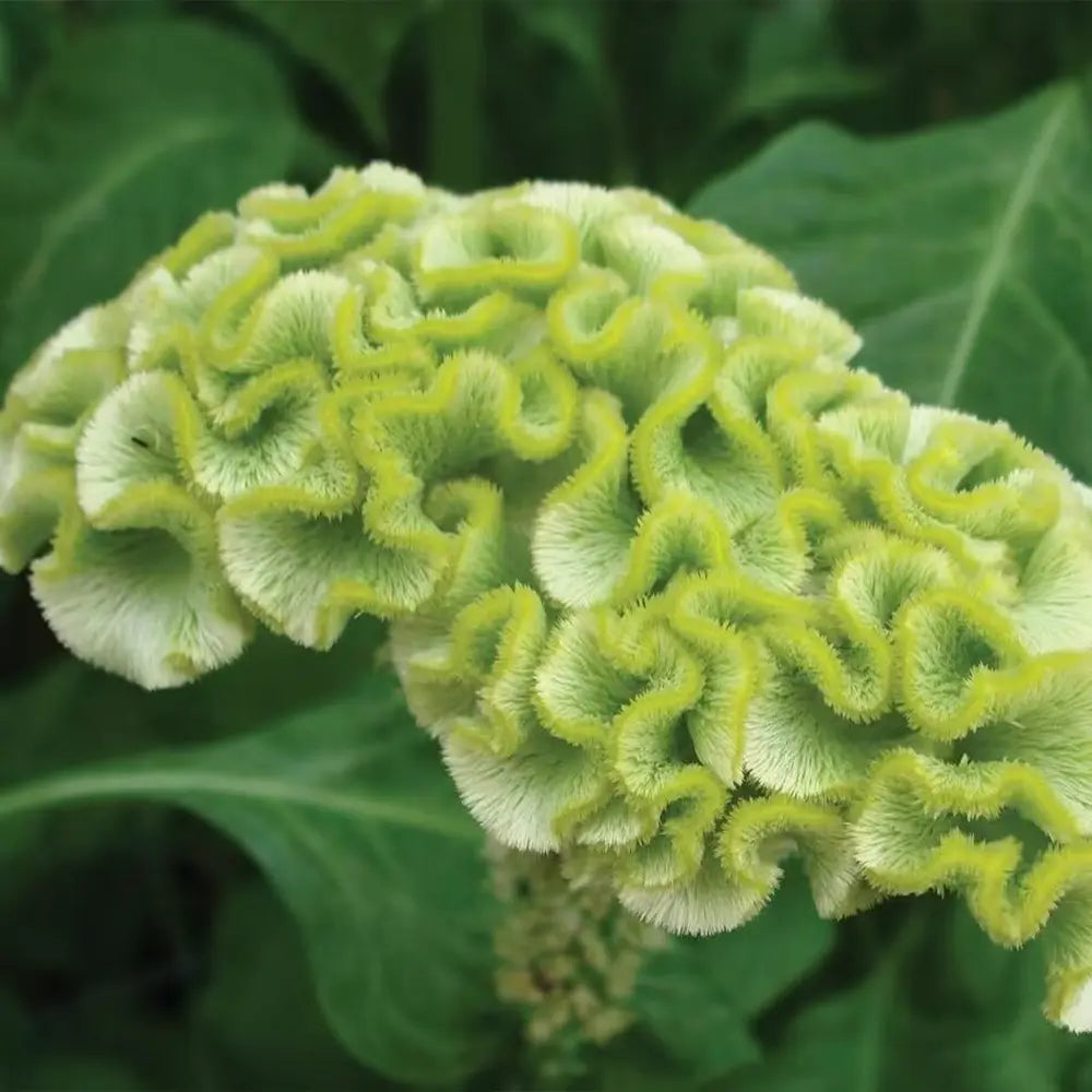 Spring Green Cockscomb Seeds