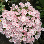 Phlox “Love Letter Series”&nbsp; Seeds