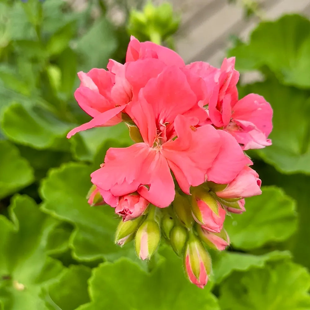 Geraniums Seeds