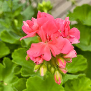 Geraniums Seeds