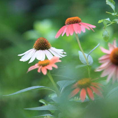 Coneflowers Seeds