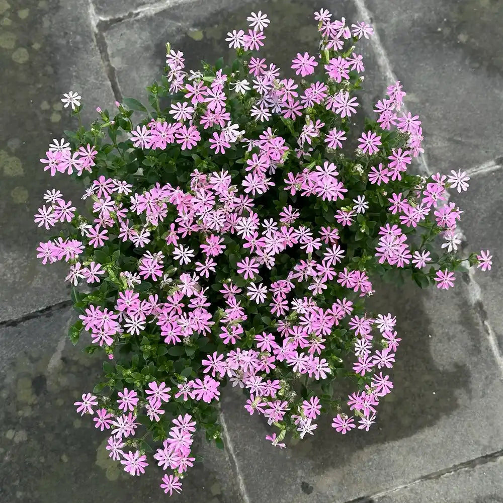 Pink Catchfly Seeds