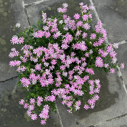 Pink Catchfly Seeds