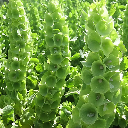 Bells of Ireland Seeds