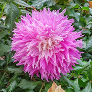 Dahlias Seeds