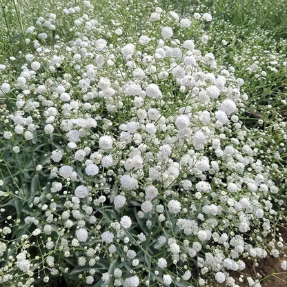 Baby’s Breath Seeds