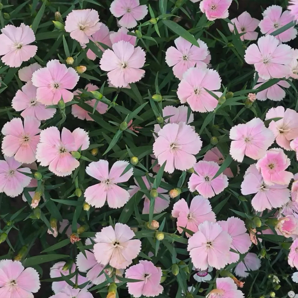 Maiden Series Dianthus Seeds