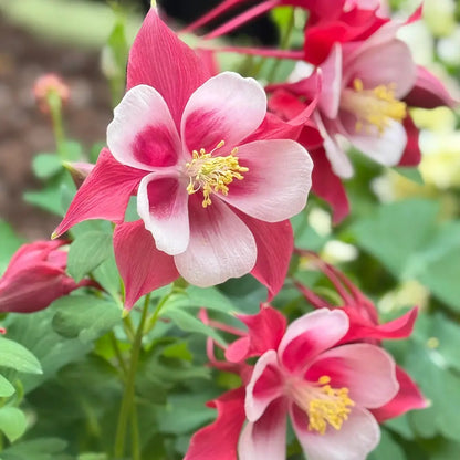 Red & White Aquilegia Seeds