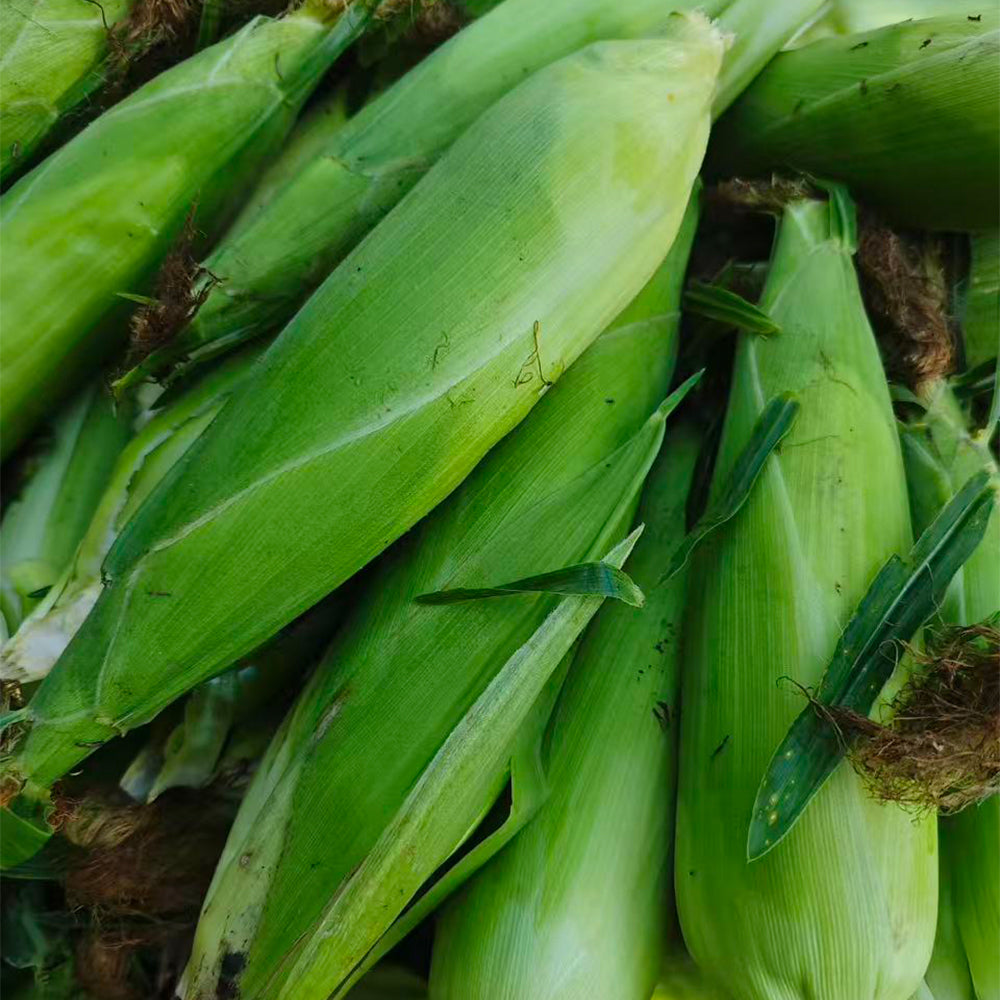 Corn Seeds