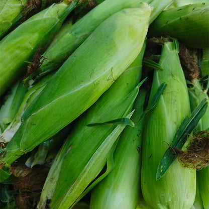 Corn Seeds