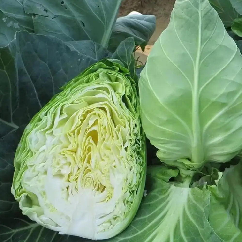 Pointed  Cabbage Seeds
