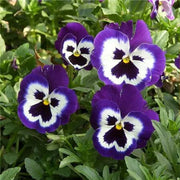 Multicolor Pansy Seeds