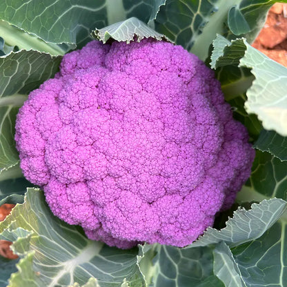 Purple Cauliflower Seeds