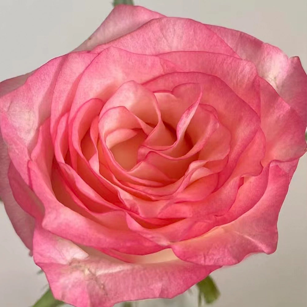 Elsa Rose Seeds