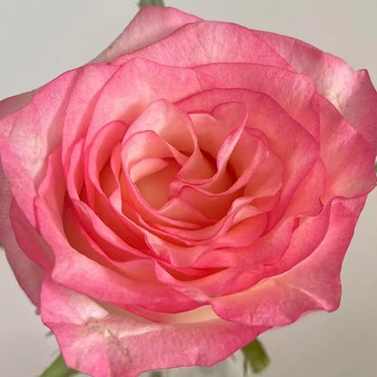 Elsa Rose Seeds